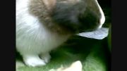 خرگوش کوچولوی من (پیتر)