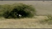 شکار شترمرغ توسط یوزپلنگ