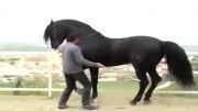 حرکت زیبای اسب