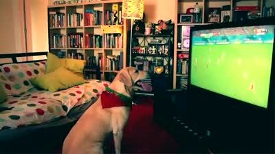 تماشای فوتبال توسط سگ