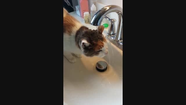 بچه گربه در حال آب خوردن