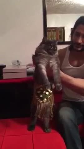 رقص عربی جدید با گربه طفلی