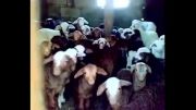 گوسفندان هم صدا