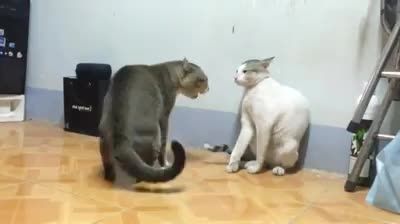 دعوا گربه ها