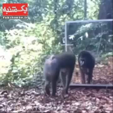 ترسیدن میمون در آینه