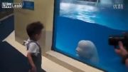 شوخی دلفین با یک بچه