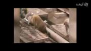 تلاش دیدنی میمون برای نجات همنوع خود از مرگ