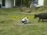 جنگ بز و سگ!