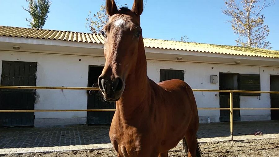 خرید اسب پرشی ترکمن