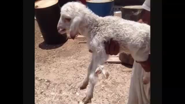 تولد بره گوسفندی با ۶ دست و پا  در بوشهر