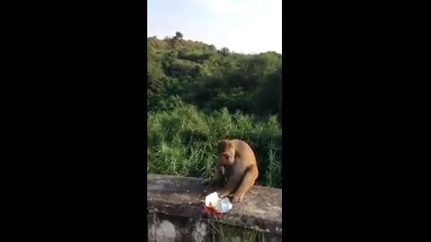 میمون آزاری با ترقه