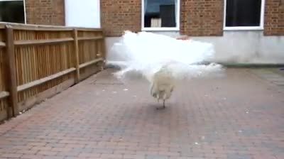 طاووس قشنگ