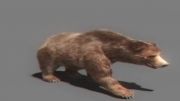 Reference برای متحرک سازی( Grizzly Bear 3D )