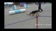 سگهای تربیت شده پلیس