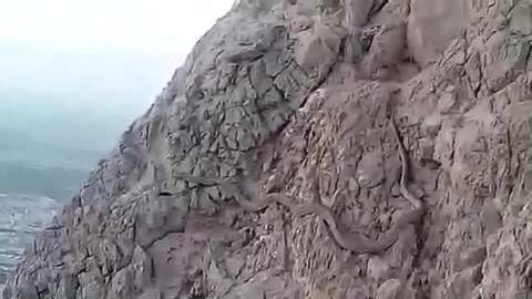 مشاهده شدن مار عظیم الجثه در کوه صفه اصفهان.....!!!