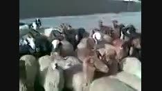 مهمانی گوسفندی