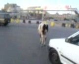 فرار گاو در کلان شهر اهواز