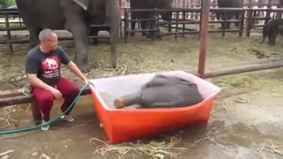 حمام بامزه فیل