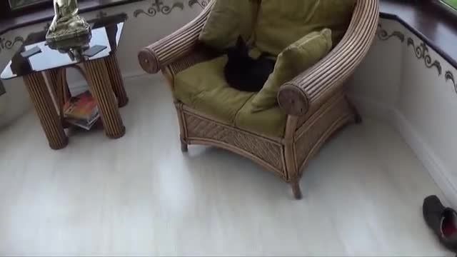 آموزش بچه گربه