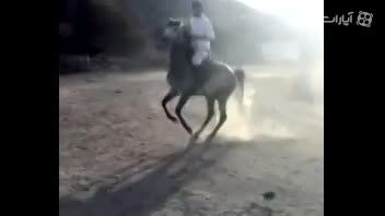 اسب نیله عربی