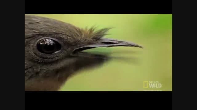 پرنده ای که تقلید صدا میکند