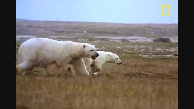 جنگ دو خرس قطبی