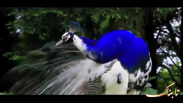 شگفتیهای آفرینش طاووس(الله اکبر)
