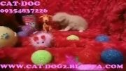 فروش گربه پرشین سوپر فلت ماده کرم رنگ