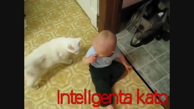 بچه شیطون و گربه باهوشinteligenta kato