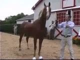 اسب کرتد بلند قد