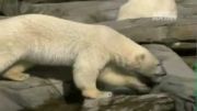 مراسم نجات خرس قطبی از بالای صخره