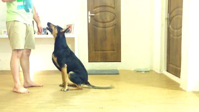 (cassie) سگ دوبرمن تربیت شده