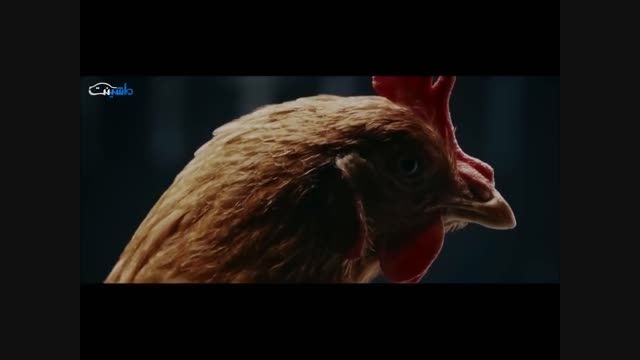 چرا مرغ شبیه بنز است؟ (ویدیو رسمی)