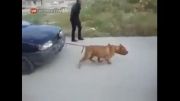 کشیدن ماشین توسط سگ!...
