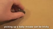 نوزاد موش بامزه