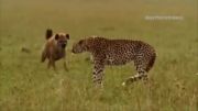 کفتار vs چیتا