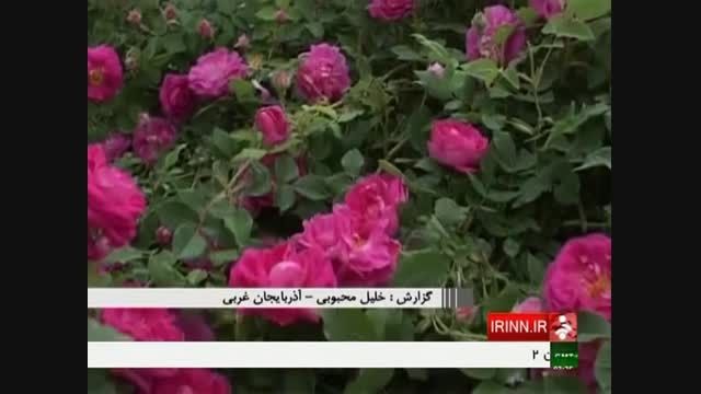 برداشت گل محمدی شهرستان خوی