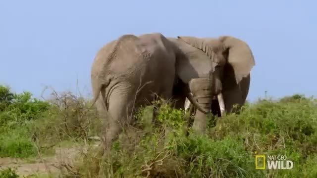 نبرد جالب و دیدنی بین بزرگترین جانوران خشکی-فیل ها