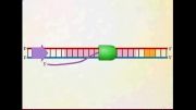 سنتز mRNA