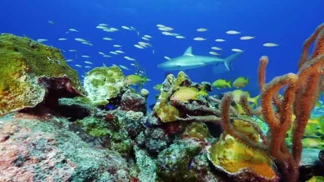 تصاویر فوق العاده از دنیای زیر آب با کیفیت عالی (OPDA)