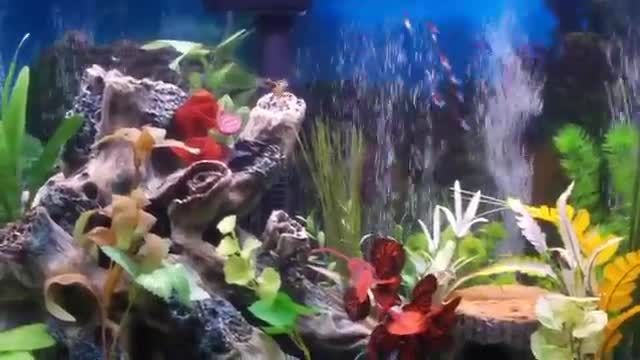 زیباترین ماهیان اکواریومی جهان