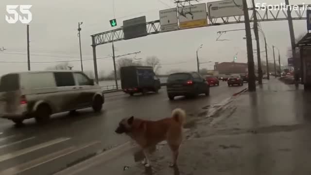 توقف خودروها برای عبور حیوانات از خیابان