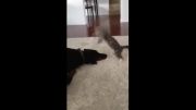 بازی یک گربه شیطون با یک سگ دوبرمن