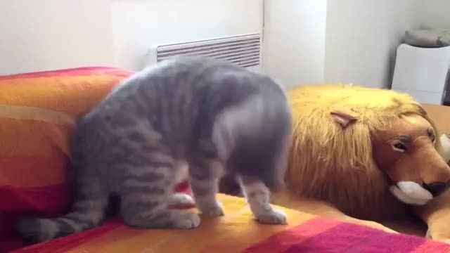 حرکات سریع گربه ها
