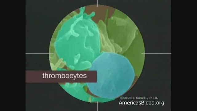 سلولهای خون