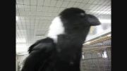 talking raven