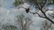 شکار عقاب بدست پلنگ