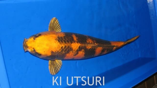 ماهی کوی