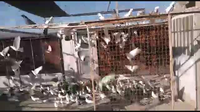 پاشوی کبوتران شب عید شماره 1 تعداد 500عدد