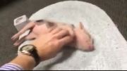 یک بچه خوک لوس که خیلی دوست داره بهش توجه کنی